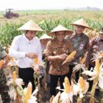 Gubernur Ahmad Luthfi saat Panen Raya Jagung di lahan Gapoktan Krido Dharmo, Desa Karanganyar, Kecamatan Weru, Kabupaten Sukoharjo, Kamis (1/10/2026).