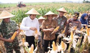 Gubernur Ahmad Luthfi saat Panen Raya Jagung di lahan Gapoktan Krido Dharmo, Desa Karanganyar, Kecamatan Weru, Kabupaten Sukoharjo, Kamis (1/10/2026).