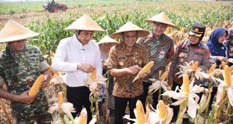 Gubernur Ahmad Luthfi saat Panen Raya Jagung di lahan Gapoktan Krido Dharmo, Desa Karanganyar, Kecamatan Weru, Kabupaten Sukoharjo, Kamis (1/10/2026).