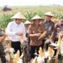 Gubernur Ahmad Luthfi saat Panen Raya Jagung di lahan Gapoktan Krido Dharmo, Desa Karanganyar, Kecamatan Weru, Kabupaten Sukoharjo, Kamis (1/10/2026).