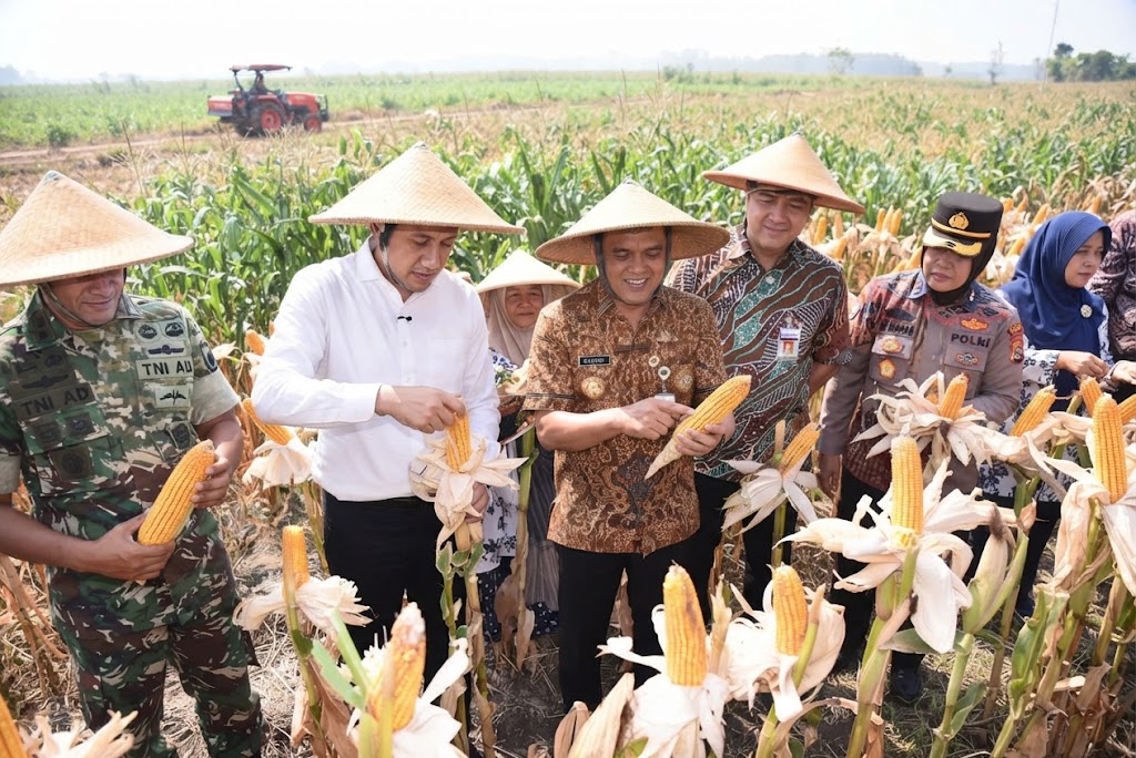 Gubernur Ahmad Luthfi saat Panen Raya Jagung di lahan Gapoktan Krido Dharmo, Desa Karanganyar, Kecamatan Weru, Kabupaten Sukoharjo, Kamis (1/10/2026).